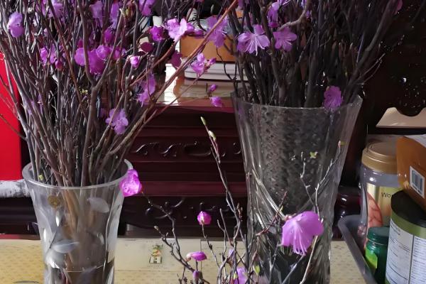 干枝杜鹃怎么养，适宜生长在温暖的环境中