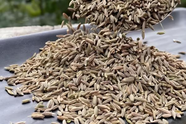 孜然的价格,一斤需要7-11元左右