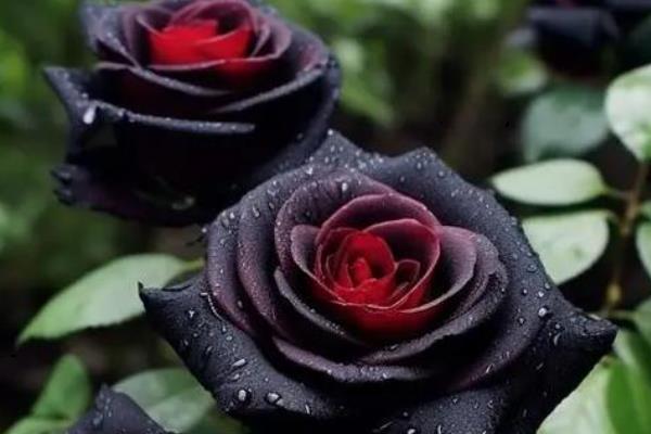 黑玫瑰的花语，寓意神秘独特、独一无二等