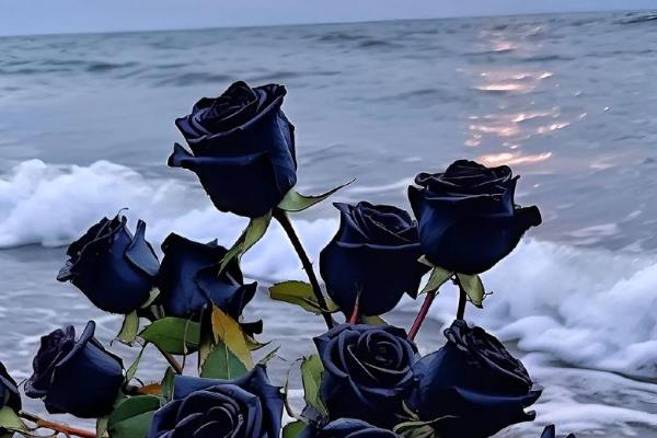 黑玫瑰的花语，寓意神秘独特、独一无二等