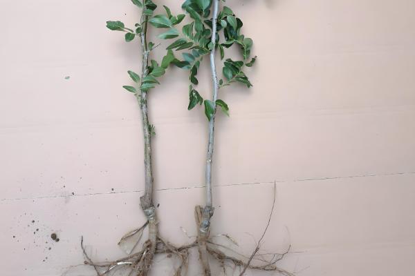 正宗的冬枣树苗哪里有,山东一带非常多