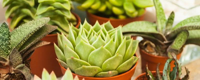 多肉植物有没有毒，少部分多肉植物有毒
