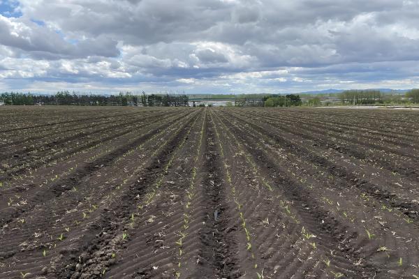 正宗的冬枣树苗哪里有,山东一带非常多