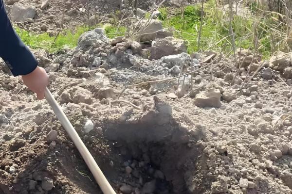 正宗的冬枣树苗哪里有,山东一带非常多