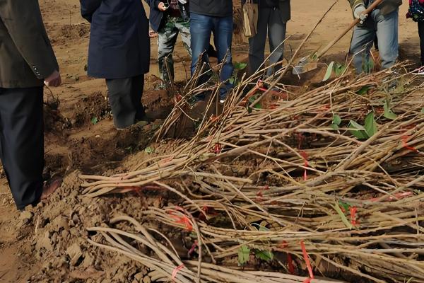 正宗的冬枣树苗哪里有,山东一带非常多