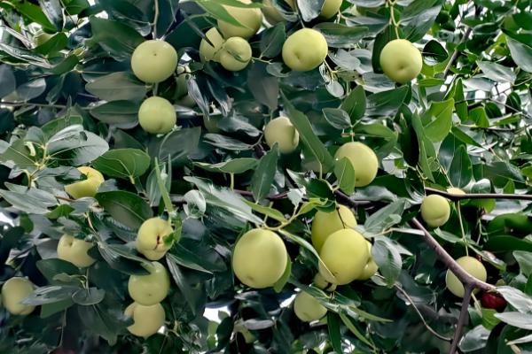 正宗的冬枣树苗哪里有,山东一带非常多