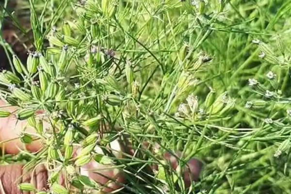 孜然是哪种植物的种子，是孜然芹的种子