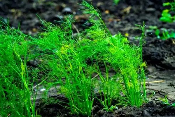 孜然是哪种植物的种子，是孜然芹的种子