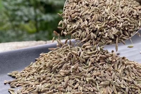 孜然是哪种植物的种子，是孜然芹的种子