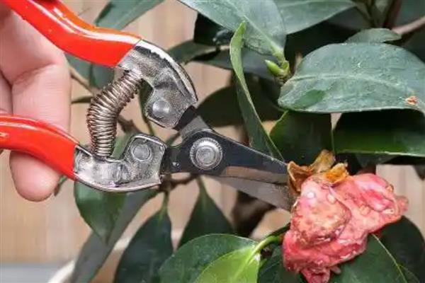 秋天怎样修剪茶花，残花需要及时修剪