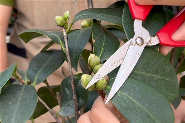 秋天怎样修剪茶花，残花需要及时修剪