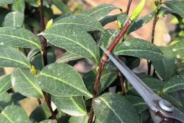 秋天怎样修剪茶花，残花需要及时修剪