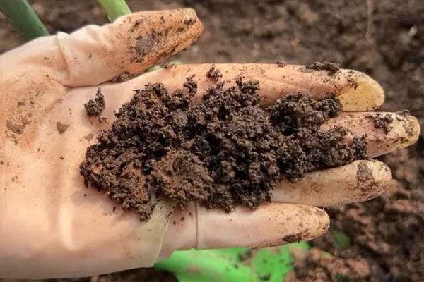 秋天怎样修剪茶花，残花需要及时修剪