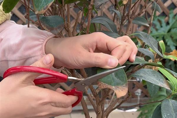 秋天怎样修剪茶花，残花需要及时修剪