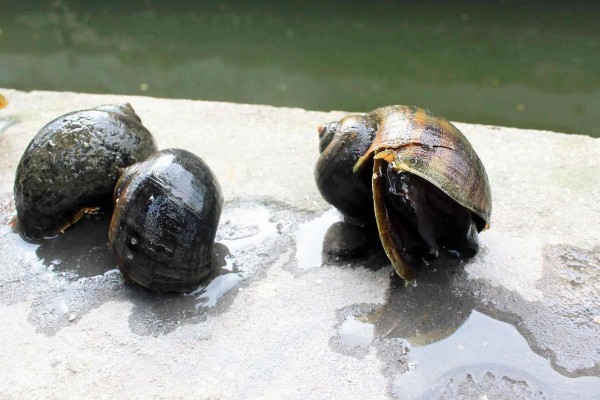 福寿螺简介，属于外来物种