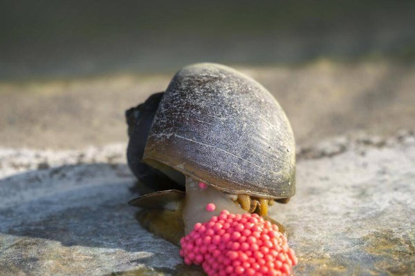 福寿螺简介，属于外来物种