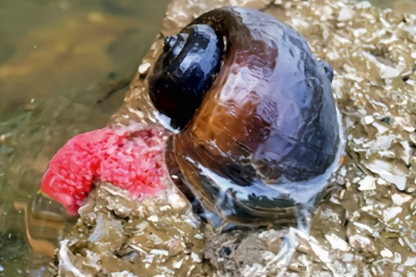 福寿螺简介，属于外来物种