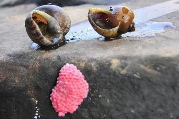 福寿螺简介，属于外来物种