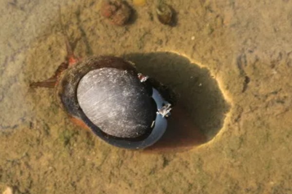 福寿螺简介，属于外来物种