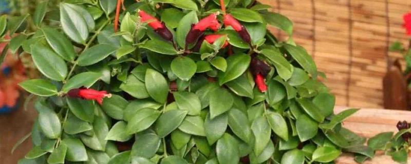 口红吊兰的繁殖方式，适合在春秋季节扦插
