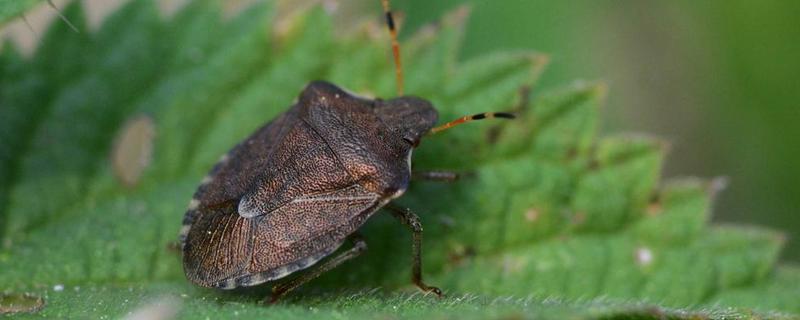 臭大姐有什么危害，果树受害会导致果实变苦