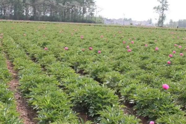 芍药能不能暴晒,受到暴晒容易被灼伤