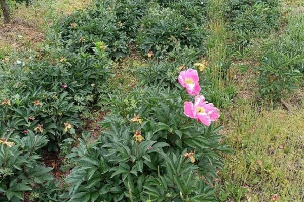 芍药能不能暴晒,受到暴晒容易被灼伤