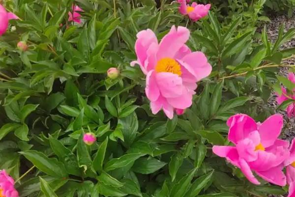 芍药能不能暴晒,受到暴晒容易被灼伤