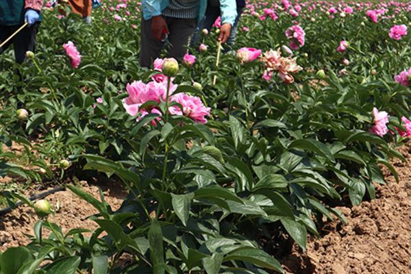 芍药能不能暴晒,受到暴晒容易被灼伤