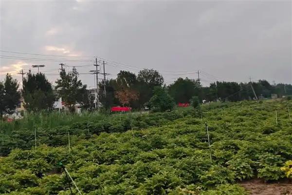 芍药能不能暴晒,受到暴晒容易被灼伤