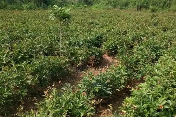 芍药能不能暴晒,受到暴晒容易被灼伤