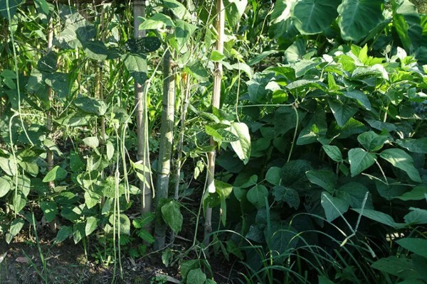 六月份能种豇豆吗，豇豆六月份能种植