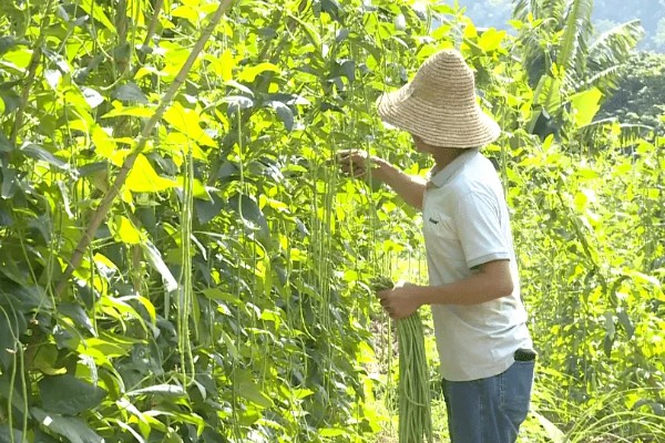 六月份能种豇豆吗，豇豆六月份能种植