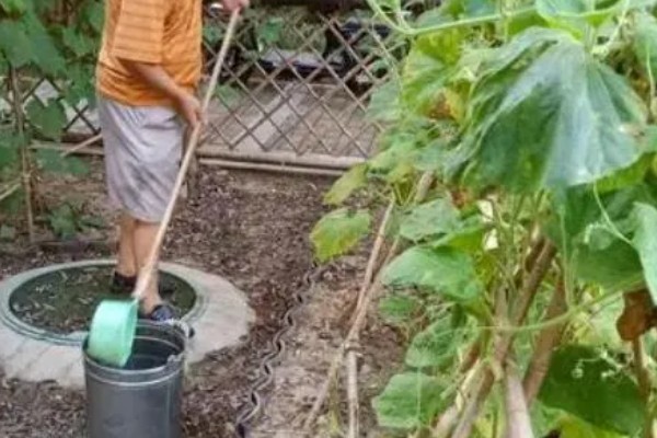 六月份能种豇豆吗，豇豆六月份能种植