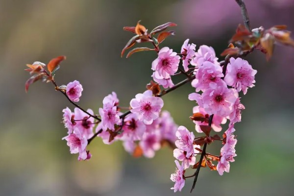 美人梅有什么花语,代表心只属于你