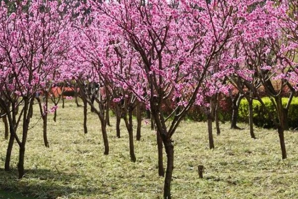 美人梅有什么花语,代表心只属于你