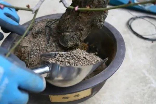 美人梅有什么花语,代表心只属于你