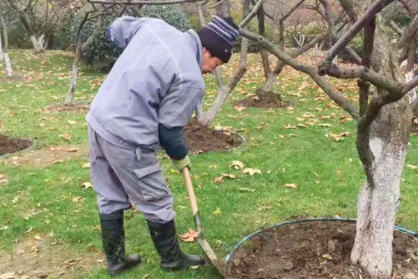 美人梅有什么花语,代表心只属于你