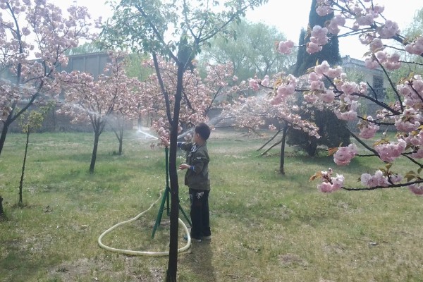 美人梅有什么花语,代表心只属于你