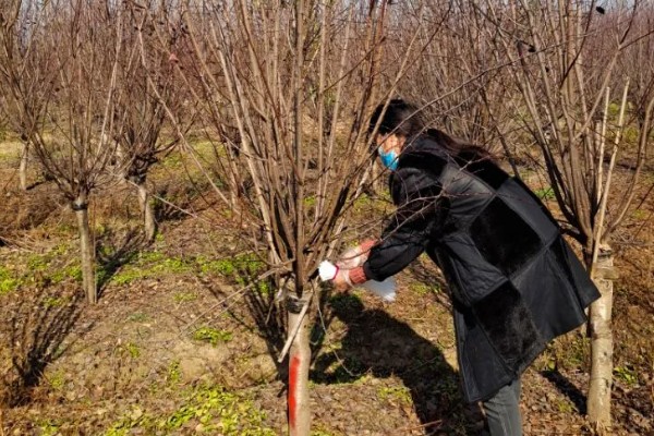 美人梅有什么花语,代表心只属于你