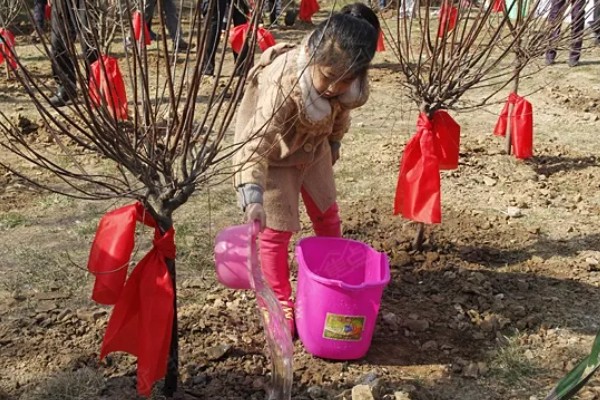 美人梅有什么花语,代表心只属于你