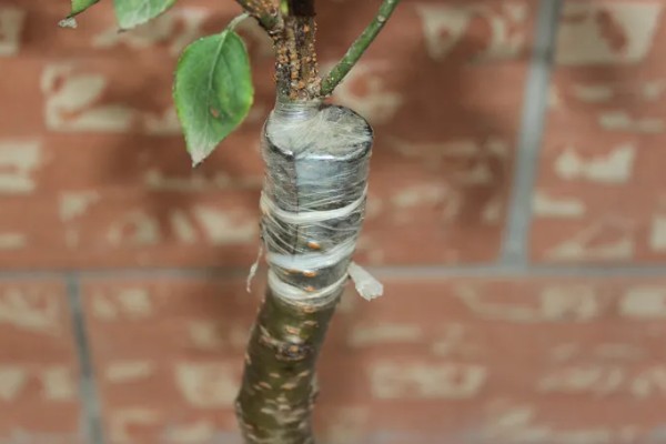 美人梅有什么花语,代表心只属于你