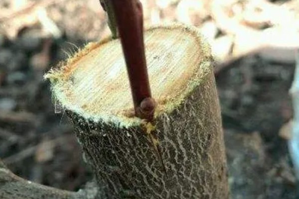 美人梅有什么花语,代表心只属于你