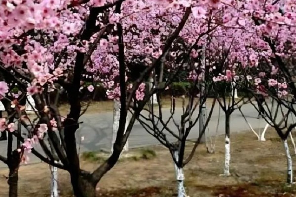 美人梅有什么花语,代表心只属于你