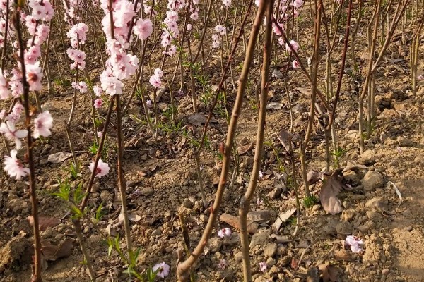 美人梅有什么花语,代表心只属于你