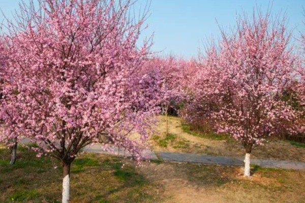 美人梅有什么花语,代表心只属于你