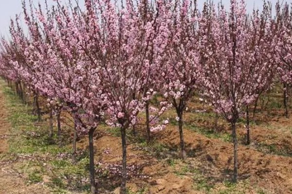 美人梅有什么花语,代表心只属于你