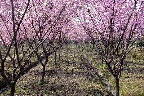 美人梅有什么花语,代表心只属于你