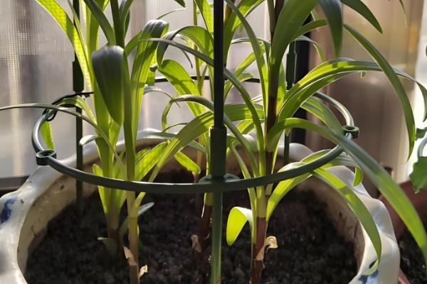 香水百合的种植方法，种植时间在8-9月