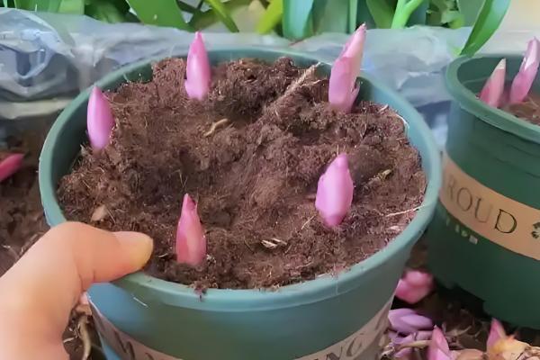 香水百合的种植方法，种植时间在8-9月